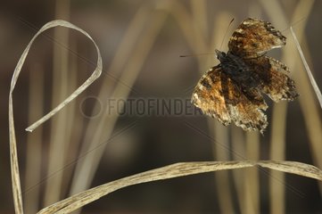 Large Tortoiseshell in flight in early spring
