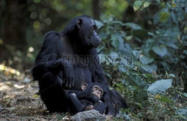 Femelle Chimpanzé et son jeune Gombe Tanzanie