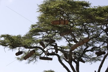 Hives hung in a tree Gidole Country Gardula Ethiopia