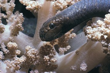 Serpent de mer olive et Corail mou Grande Barrière de Corail