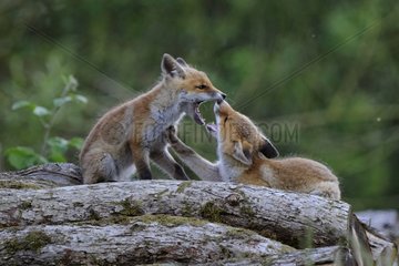 Young red foxes playing on a woodpile France