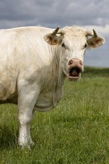Charolais Cow  die in der Wiese brüllend