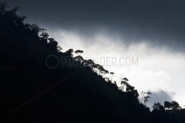 Hochhöhe Wald unter einem stürmischen Himmel Imbabura Ecuador