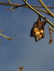 Flying Fuchs von Komoros  die an einem Zweig aufgehängt sind