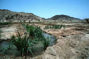 Irrigation channels supporting desert agriculture Oman