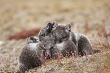 Arctic fox cubs clinging near the burrow Canada