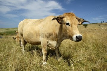 Cow of Aubrac race in pre Aveyron
