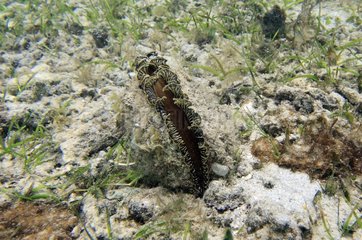 Muschelschalentier filtern Meerwasser in Mayotte