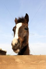 Portrait of a Horse behind a barrier out of wooden