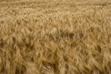 Focus on a field of golden grain France
