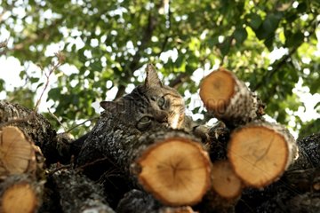 Tabby cat on a wood heap