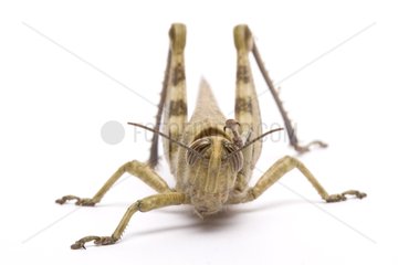 Egyptian locust on white background France