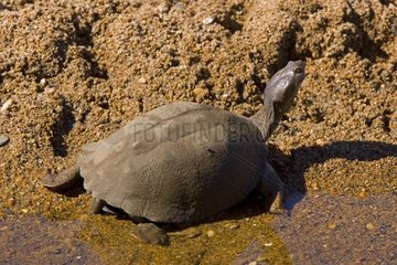 European pond turtle at the edge of water South Africa