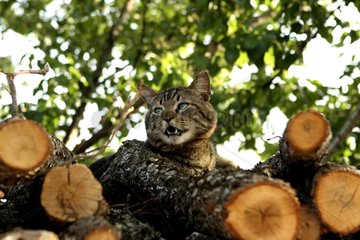 Tabby cat on a wood heap