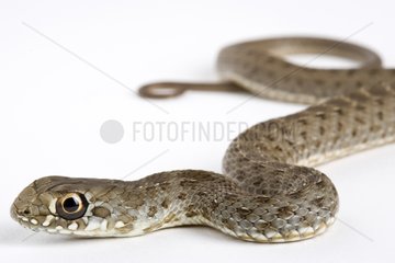 Portrait of young Montpellier snake