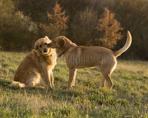 Two Golden Retreivers showing affection Provence
