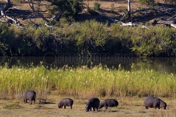 Hippopotamus grazing at the edge of water South Africa
