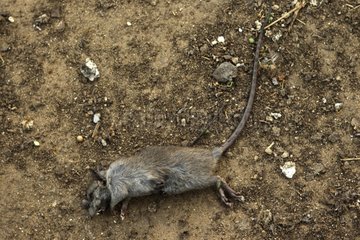 Corpse of a small rodent