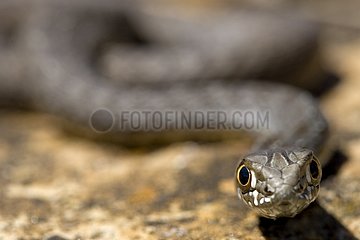 Portrait of young Montpellier snake France Provence