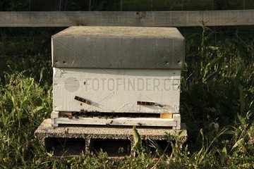 Hive in a bee-keeping