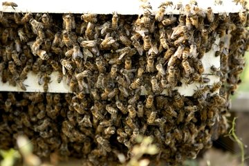 Bees at the entry of a hive