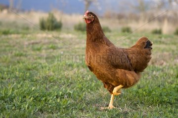 Laying breed Hen in a meadow Provence
