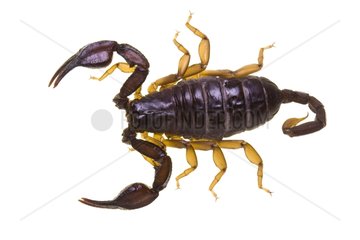 European Yellow-tailed Scorpion