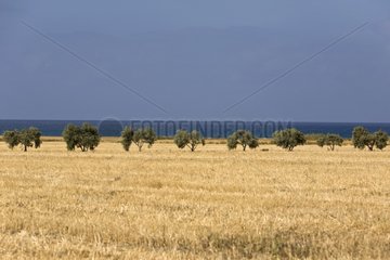 Agricultural landscapes Cyprus