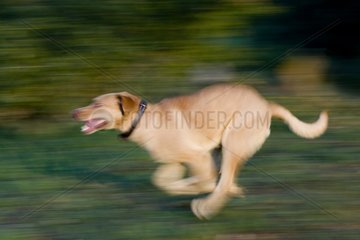Dog in race