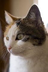 Portrait of a European Cat