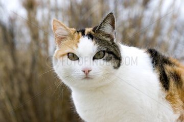 Portrait of a European Cat