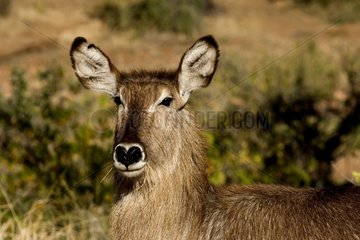 Portrait of a Waterbuck Kruger NP South Africa