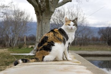 Portrait of a European Cat sitted on a wall
