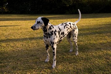Dalmatian in a meadow South Africa