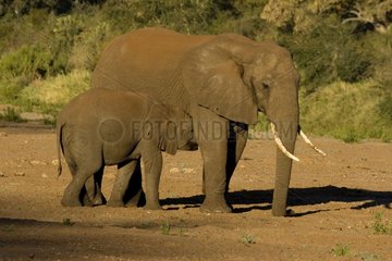 Young African elephant near its motherKruger NP South Africa