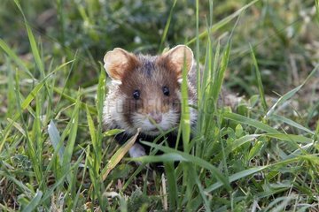 Gemeinsamer Hamster im Gras Elsass Frankreich