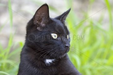 Schwarze Katze Frankreich [at]