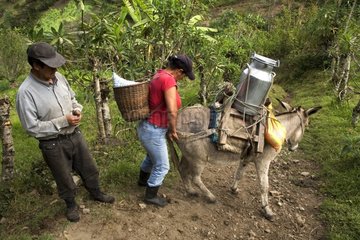 Milchtransport auf einem Ass irubi hohe Anden imbabura