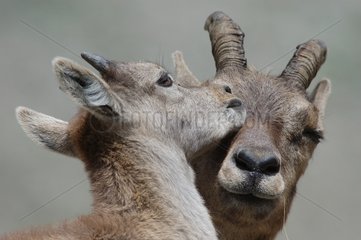 Junge Ibex leckt seine Mutter Mercantour NP Frankreich