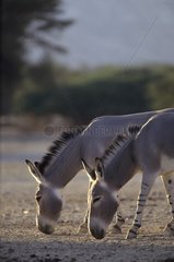 Two Somalia wild asses in the Neguev desert Israel