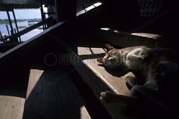 Cat sleeping in stairs Inle lake Burma