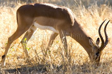 Male Impala grazing in the savanna NP Kruger South Africa