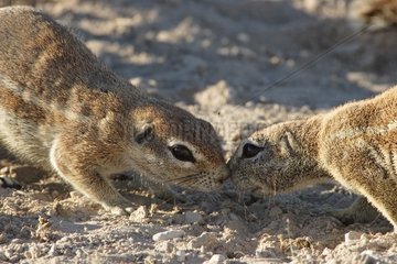 South African ground squirrels smelling their nose Etosha NP
