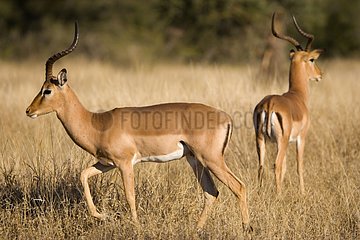 Male Impalas in the savanna NP Kruger South Africa