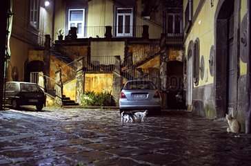 Cats colony in a court of palace Naples Italy