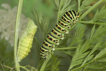 Old world swallowtail chrysalis and caterpillar on a stem