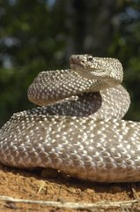 Portrait of Uracoan rattlesnake Maturín Savannah Venezuela