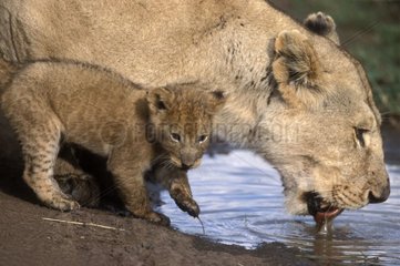 Lioness and lion cub drinking at the river Masaï Mara Kenya