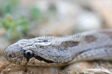 Portrait of Southern smooth snake on ground Provence France