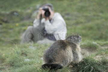 Photograph and Alpine Marmot Hohe Tauern Austria